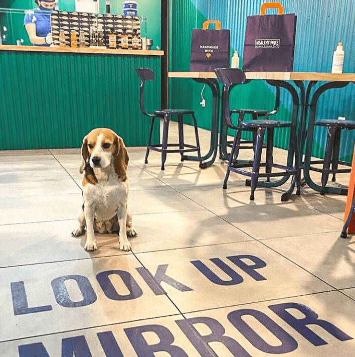 ➡ Restaurantes pet friendly en Madrid ✅ Conoce los locales de Healthy Poke que admiten mascotas para saborear al máximo en la mejor compañía.