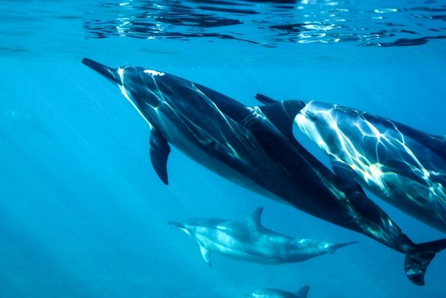 Ver delfines en Málaga